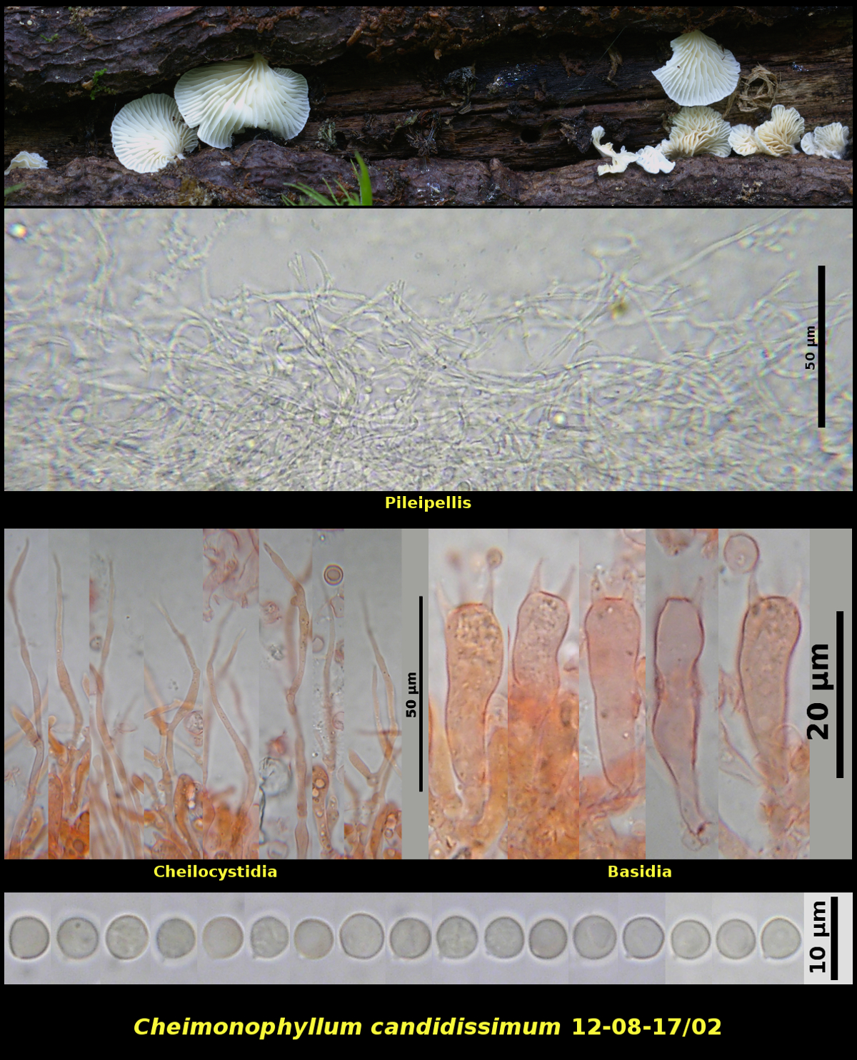 Picture of <i>Cheimonophyllum_candidissimum</i>12-08-17]02